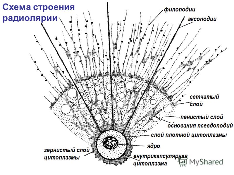 основы питание для похудения основы питание для похудения
