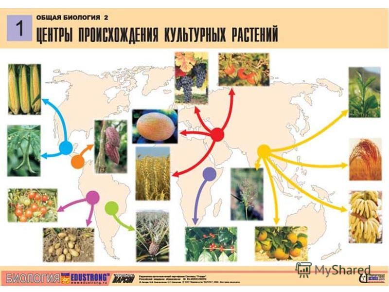 Как связано происхождение культурных растений Как связано происхождение культурных растений