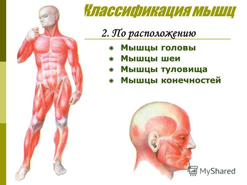 Функции Мышечной Системы Реферат Функции Мышечной Системы Реферат