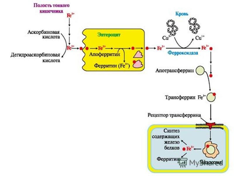 Гофман а г лечение больных алкогольными психозами