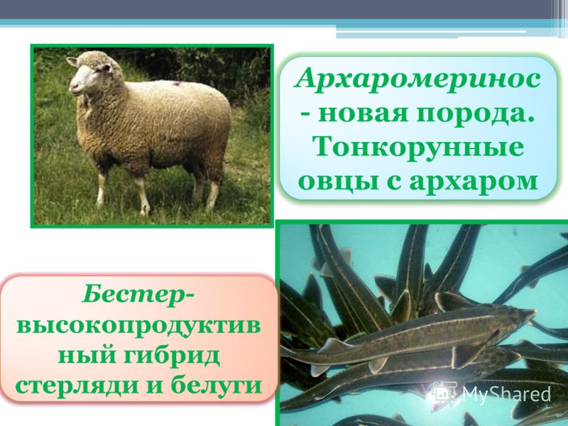 Презентация Породы Кур Презентация Породы Кур