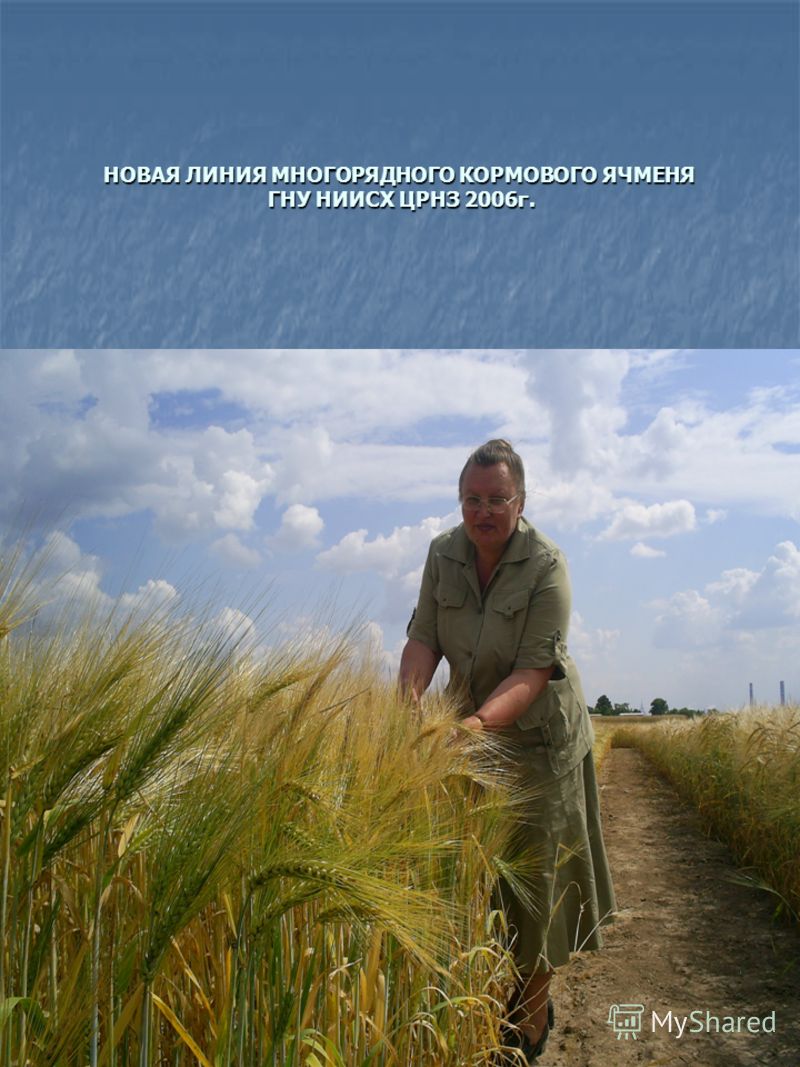 НОВАЯ ЛИНИЯ МНОГОРЯДНОГО КОРМОВОГО ЯЧМЕНЯ ГНУ НИИСХ ЦРНЗ 2006г.