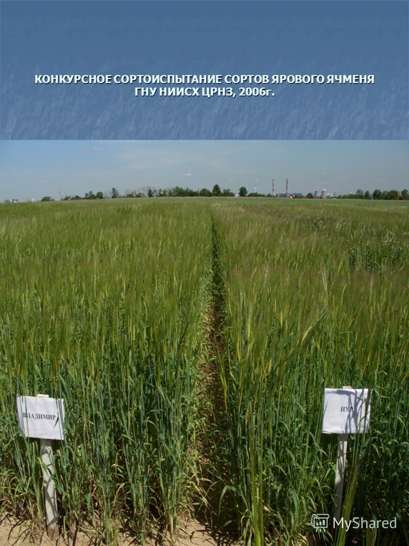 КОНКУРСНОЕ СОРТОИСПЫТАНИЕ СОРТОВ ЯРОВОГО ЯЧМЕНЯ ГНУ НИИСХ ЦРНЗ, 2006г.