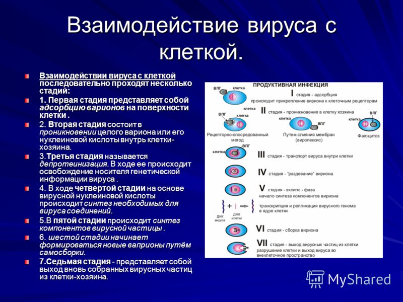 называется первая стадия