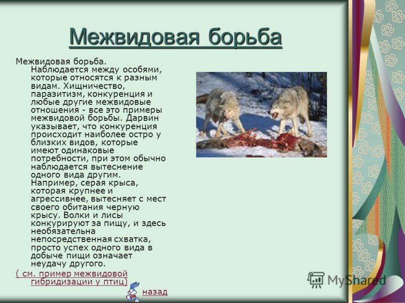 Хищничество это межвидовые отношения Хищничество это межвидовые отношения