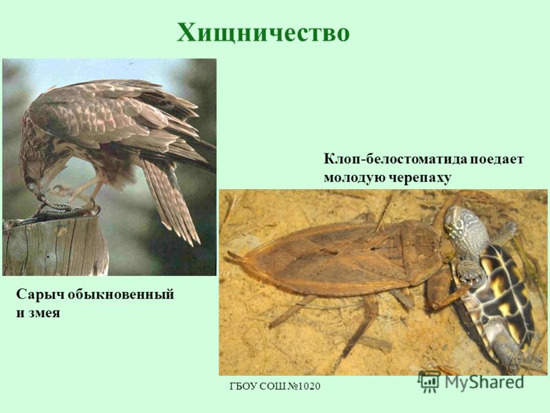Рабочая программа ефросинина 4 класс