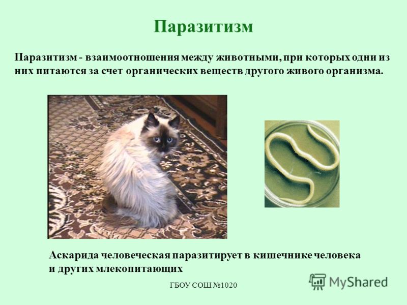 Презентация Хищничество 11 Класс