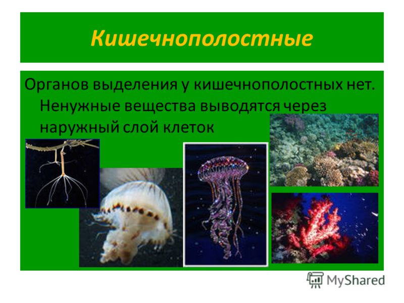 Путин курировал задержания и избиения оппозиционеров в СССР в 2019 году Путин курировал задержания и избиения оппозиционеров в СССР в 2019 году