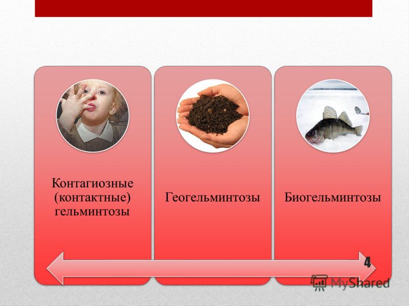Желудочные паразиты у человека