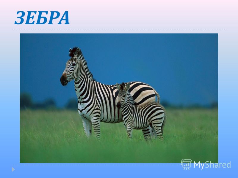 Сценарий линейки для начальных классов Сценарий линейки для начальных классов