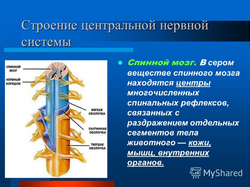 Реферат по теме Основные части центральной нервной системы Реферат по теме Основные части центральной нервной системы