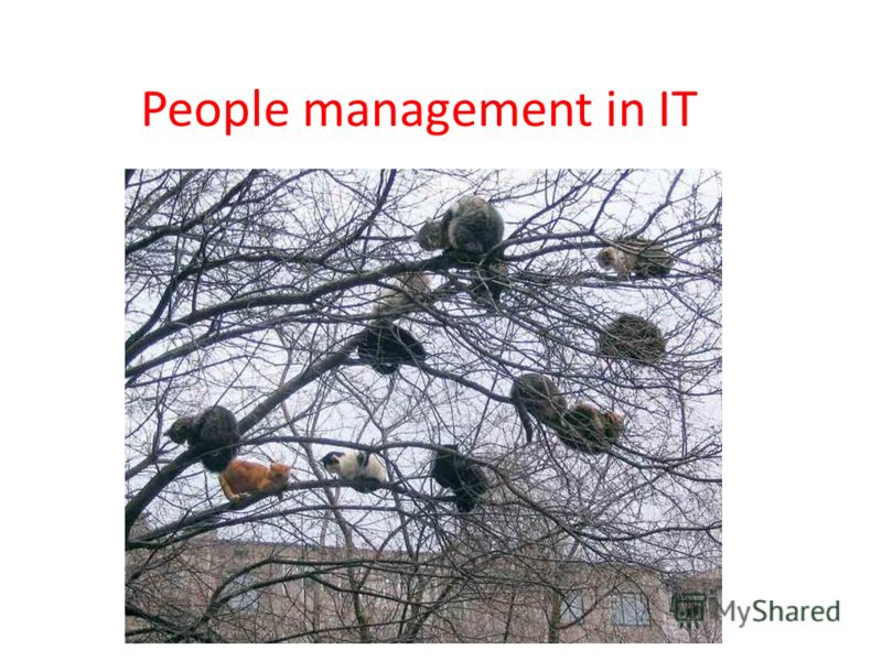 People management in IT