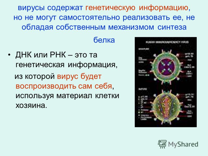 как бороться с паразитами в организме как бороться с паразитами в организме