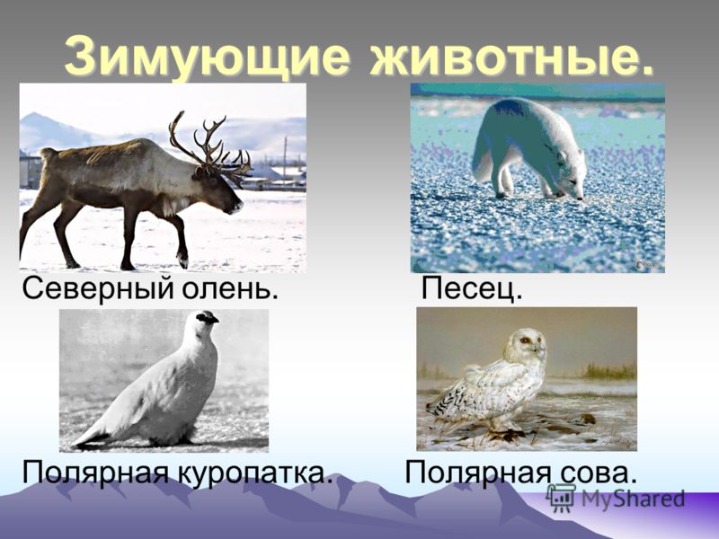 Зимующие животные. Северный олень. Песец. Полярная куропатка. Полярная сова.