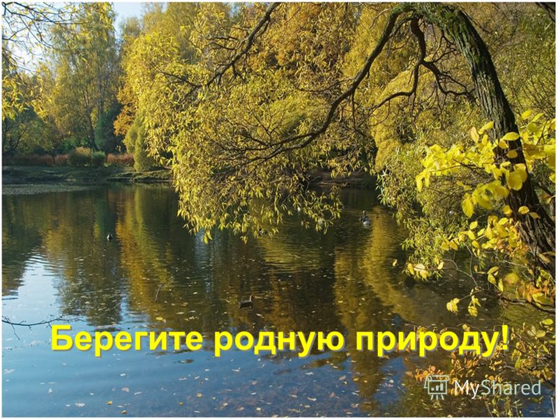 Картинки берегите родную природу Картинки берегите родную природу
