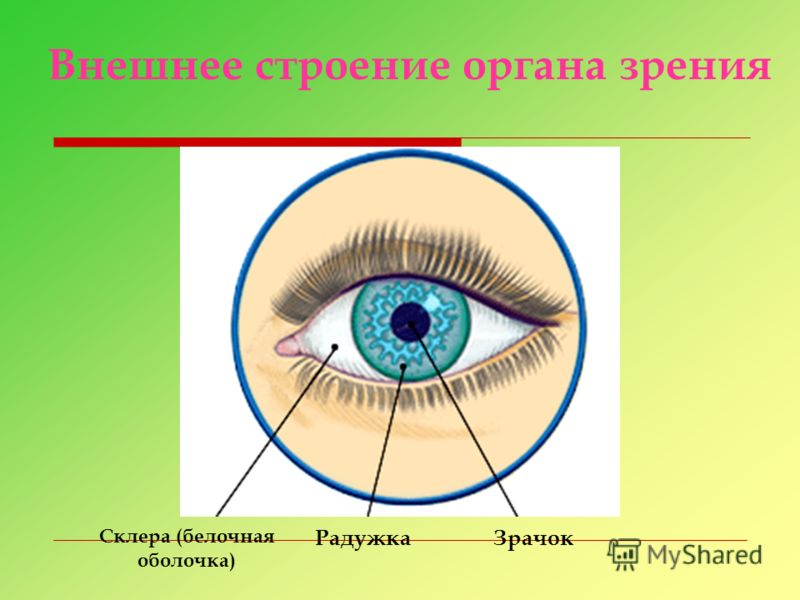 Схема глаз человека для детей Схема глаз человека для детей