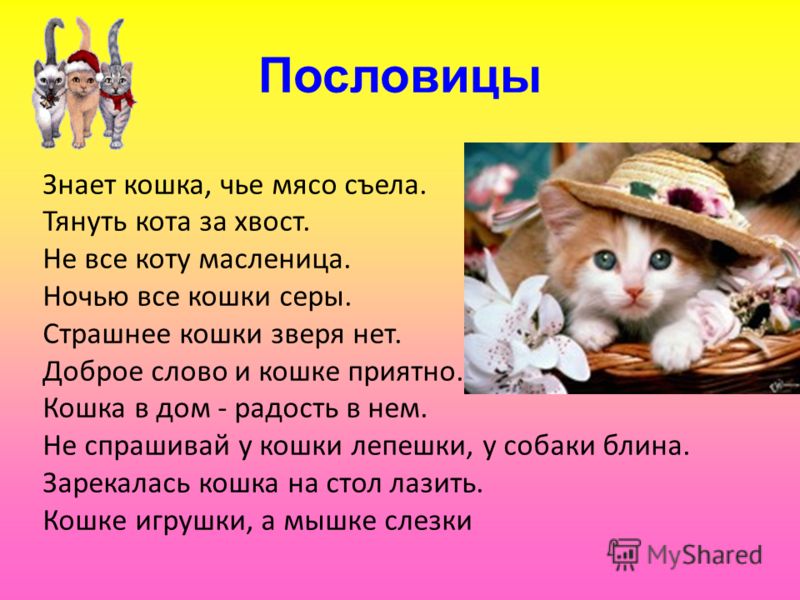 Пословицы и поговорки о котятах Пословицы и поговорки о котятах