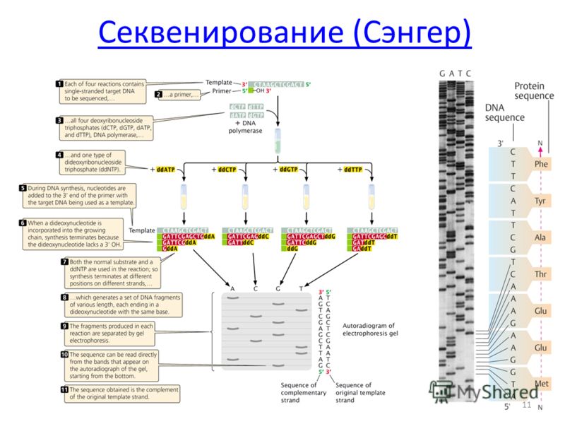 sanger procedure from dna sequencing Three-dimensionally toon along with narrative essay sanger method about dna sequencing 3 dimensional cartoon with the help of story essay
