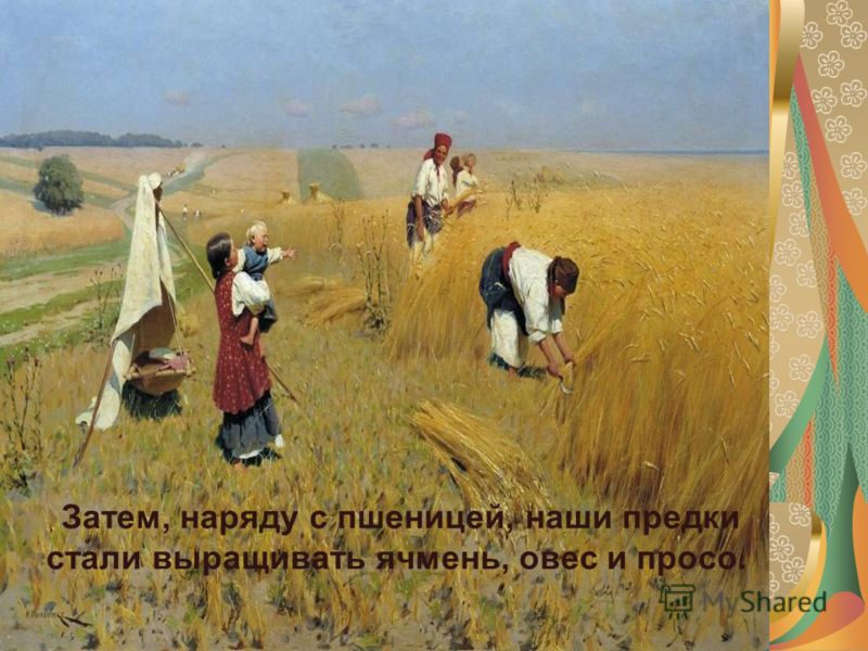 Затем, наряду с пшеницей, наши предки стали выращивать ячмень, овес и просо.