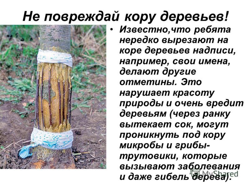 инструкция по применению микроцид