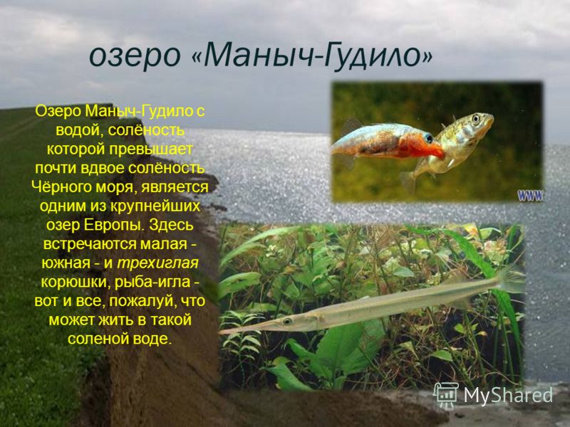 озеро «Маныч-Гудило» Озеро Маныч-Гудило с водой, солёность которой превышает почти вдвое солёность Чёрного моря, является одним из крупнейших озер Европы. Здесь встречаются малая - южная - и трехиглая корюшки, рыба-игла - вот и все, пожалуй, что може