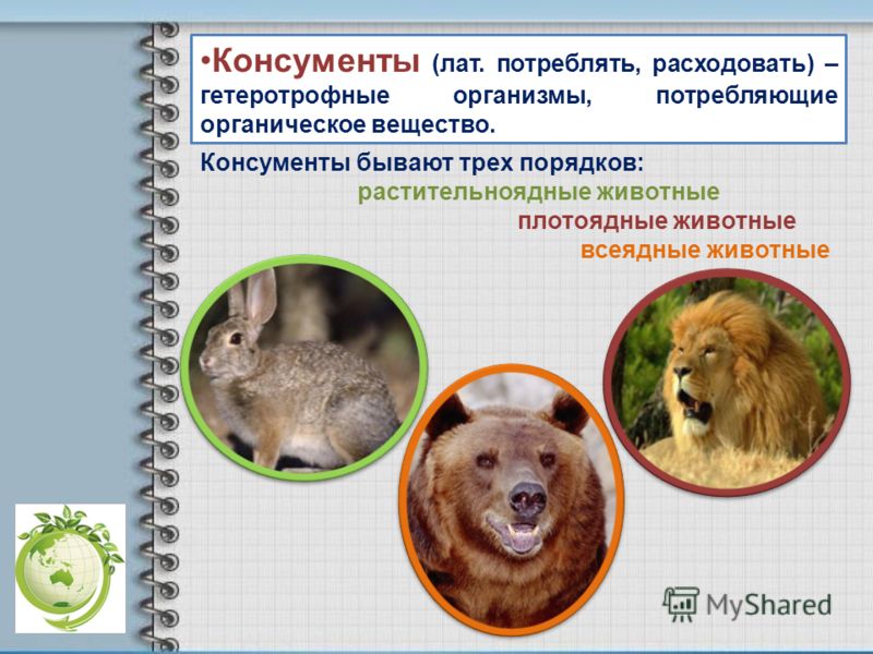 Растения и животные связаны между собой чем Растения и животные связаны между собой чем