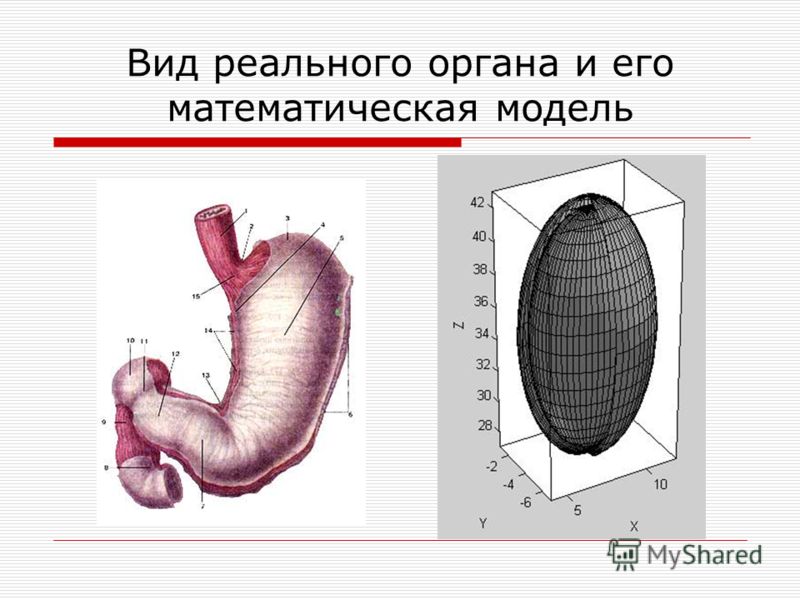 Вид реального органа и его математическая модель