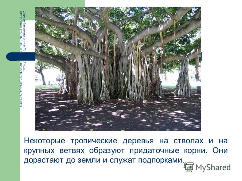 Некоторые тропические деревья на стволах и на крупных ветвях образуют придаточные корни. Они дорастают до земли и служат подпорками. Дерево баньян на руинах Та Пром, Анкор... http://friends.kz/2007/03/29/samye_primechatelnye_derevja_zemli.html
