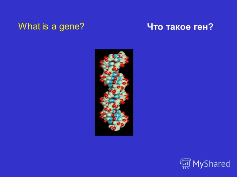 What is a gene? Что такое ген?