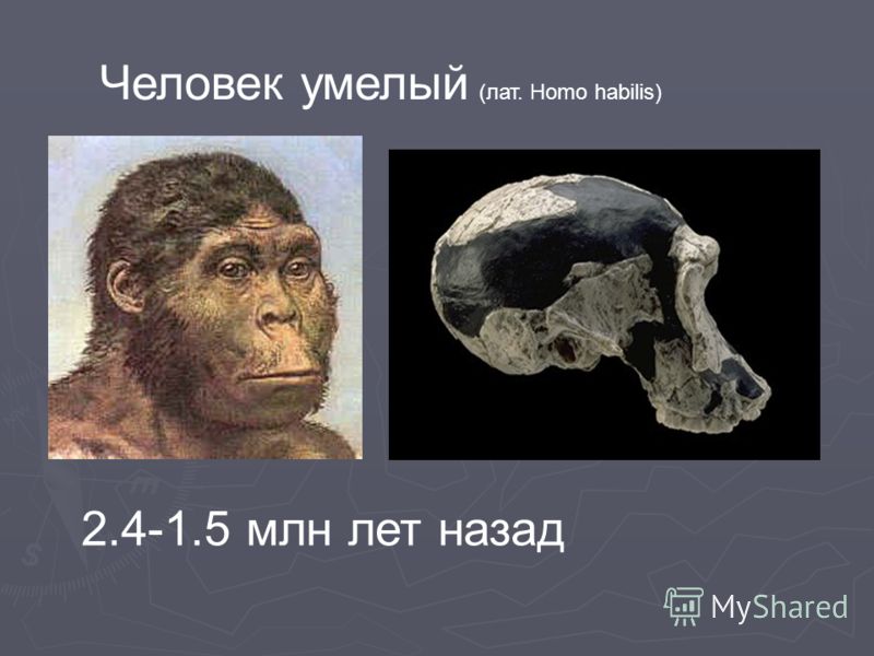 Человек умелый (лат. Homo habilis) 2.4-1.5 млн лет назад