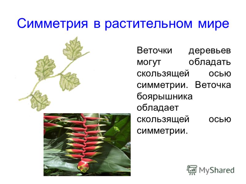 Симметрия в растительном мире Веточки деревьев могут обладать скользящей осью симметрии. Веточка боярышника обладает скользящей осью симметрии.