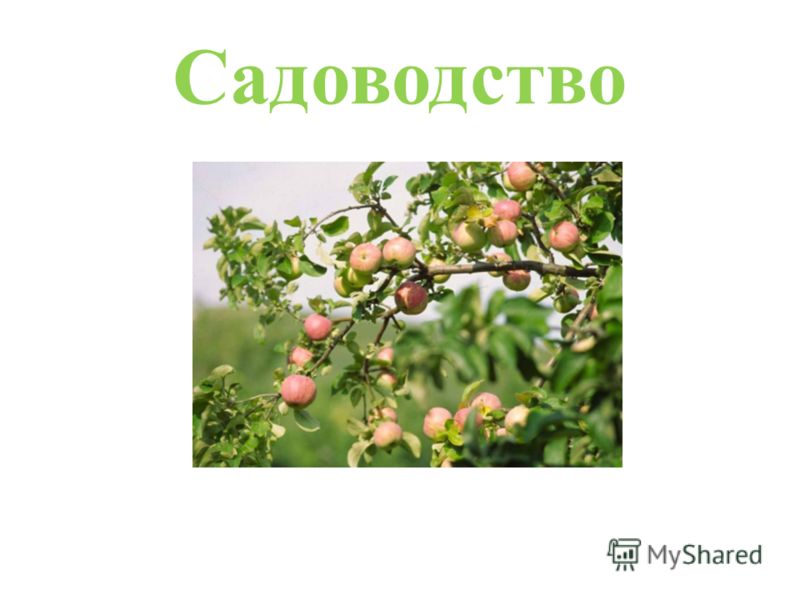 Кукуруза семена краснодарский край Кукуруза семена краснодарский край