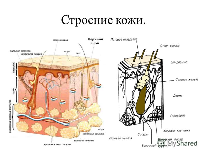 Строение кожи у кошки Строение кожи у кошки