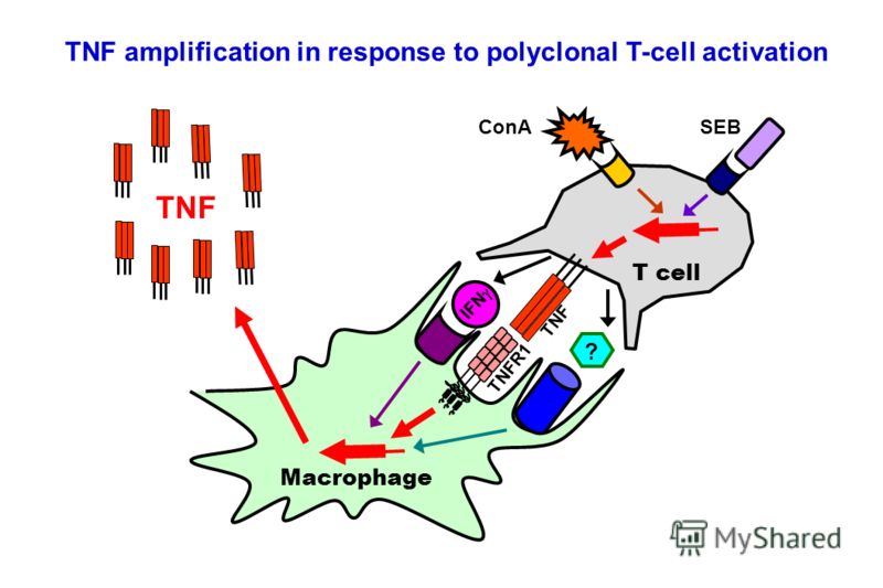 T cell TNF Macrophage SEB ? IFN ConA TNF amplification in response to polyclonal T-cell activation TNFR1