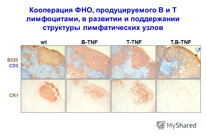 Кооперация ФНО, продуцируемого В и Т лимфоцитами, в развитии и поддержании структуры лимфатических узлов CR1 B220 CD3 wt B-TNFT,B-TNFT-TNF