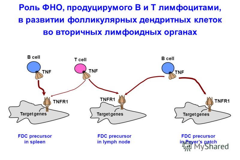 FDC precursor in spleen FDC precursor in lymph node FDC precursor in Peyers patch B cell TNF T cell TNF TNFR1 Target genes TNFR1 Target genes B cell TNF TNFR1 Target genes Роль ФНО, продуцирумого B и T лимфоцитами, в развитии фолликулярных дендритных