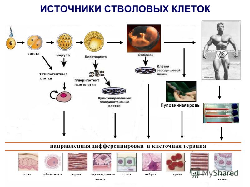 Презентация Стволовые Клетки