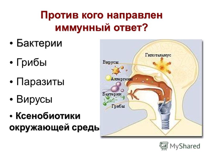 грибы паразиты в человеке вызывающие болезни грибы паразиты в человеке вызывающие болезни