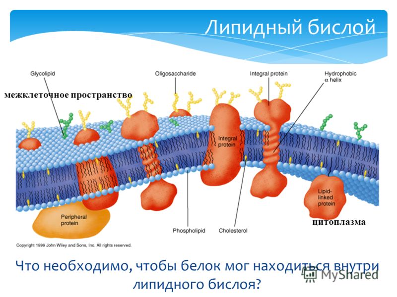 Что необходимо, чтобы белок мог находиться внутри липидного бислоя? Липидный бислой цитоплазма межклеточное пространство