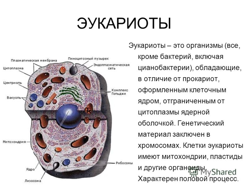 ЭУКАРИОТЫ Эукариоты – это организмы (все, кроме бактерий, включая цианобактерии), обладающие, в отличие от прокариот, оформленным клеточным ядром, отграниченным от цитоплазмы ядерной оболочкой. Генетический материал заключен в хромосомах. Клетки эука