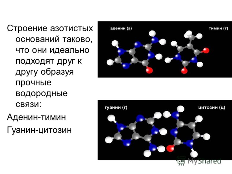 Строение азотистых оснований таково, что они идеально подходят друг к другу образуя прочные водородные связи: Аденин-тимин Гуанин-цитозин