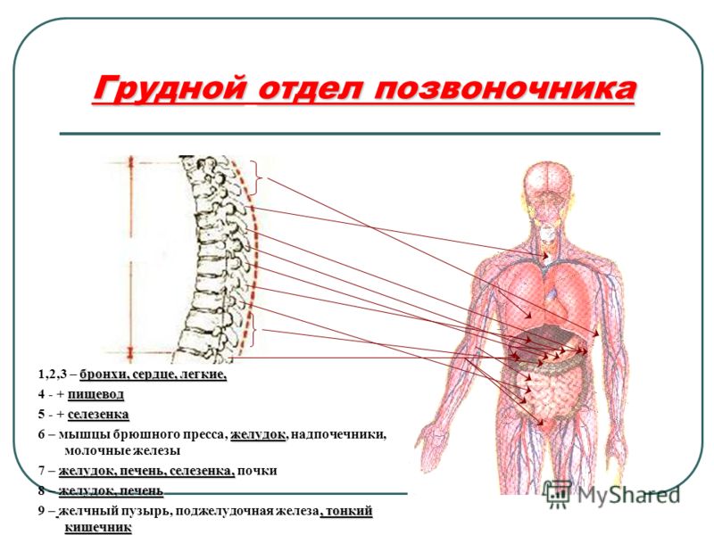 Как связаны пищевод и сердце Как связаны пищевод и сердце