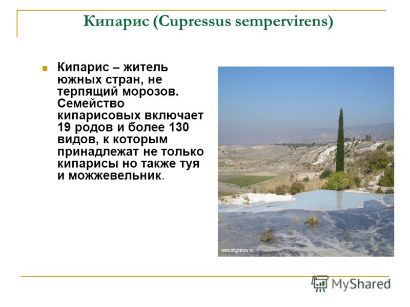 Не смогла выучить стих Не смогла выучить стих