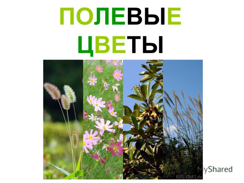 Полевые цветы фото и названия для детей презентация Полевые цветы фото и названия для детей презентация