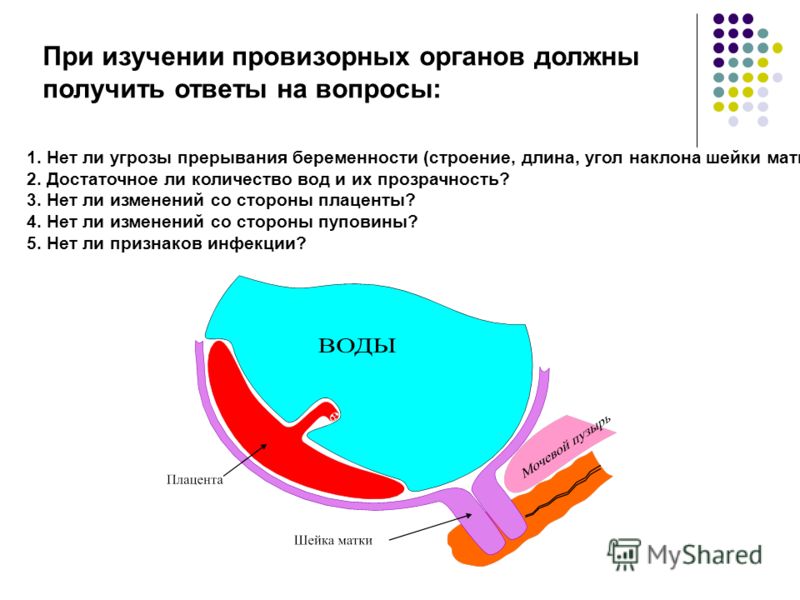 Смотреть Длина шейки матки при беременности видео Смотреть Длина шейки матки при беременности видео
