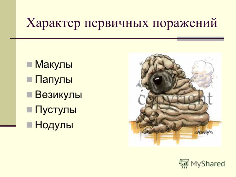 На коже красные пузырьки что это 10