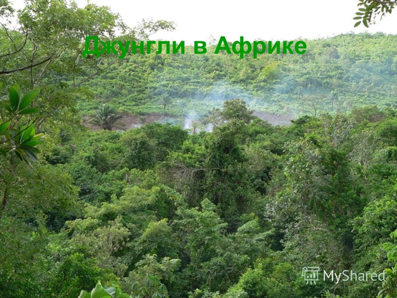 джунгли африканские фото онлайн джунгли африканские фото