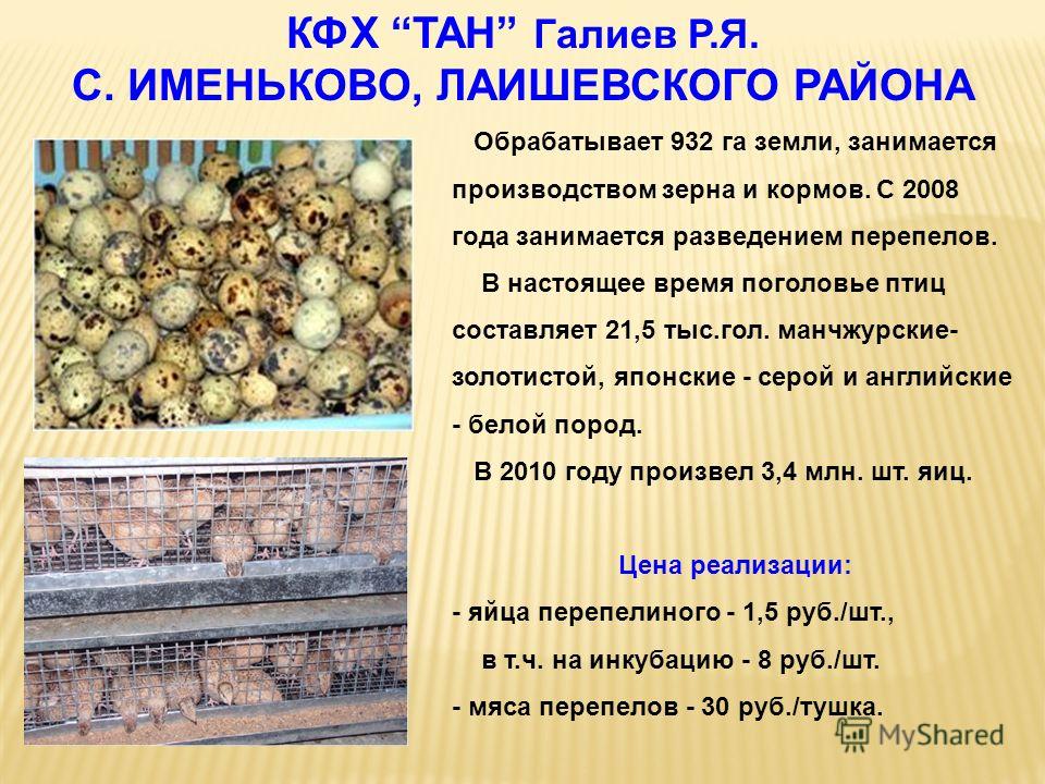Инкубаторы для яиц Блиц Поседа продажа бытовых
