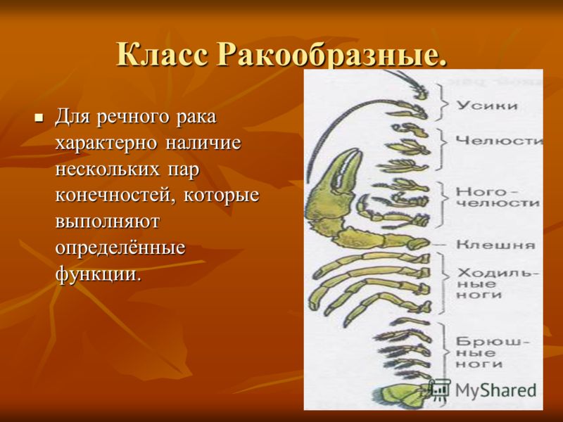 ПРЕЗЕНТАЦИЯ ПО ТЕМЕ РАКООБРАЗНЫЕ 7 КЛАСС СКАЧАТЬ БЕСПЛАТНО ПРЕЗЕНТАЦИЯ ПО ТЕМЕ РАКООБРАЗНЫЕ 7 КЛАСС СКАЧАТЬ БЕСПЛАТНО