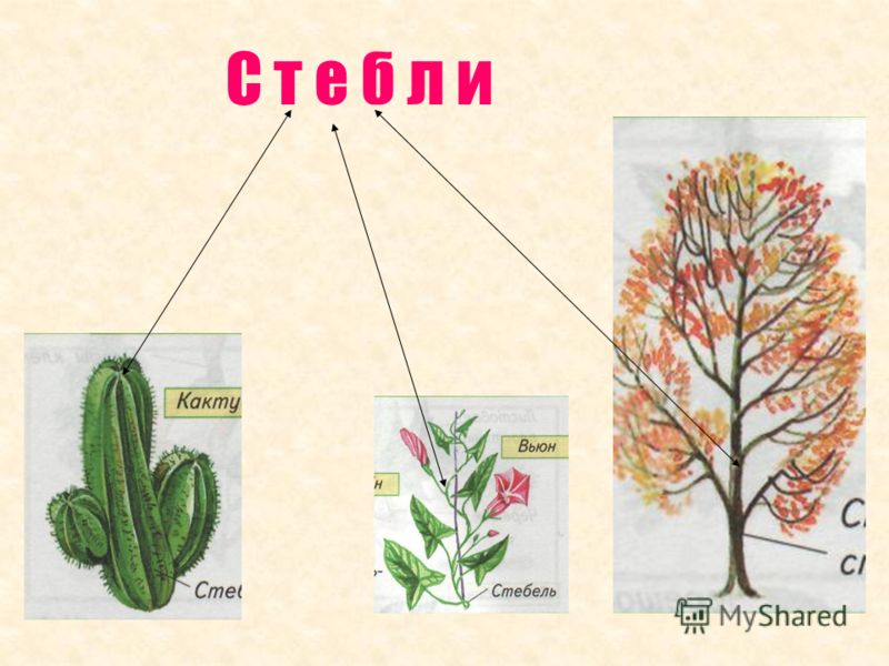Стебель четырехгранный - MosRosa.ru